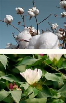 arbre coton agriculture biologique